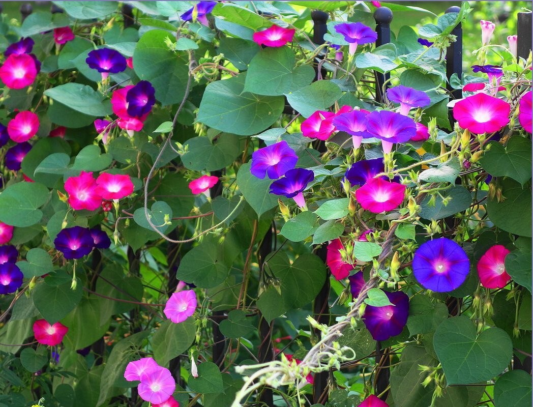 200+ MORNING GLORY FLOWER SEEDS – MIXED COLORS – CLIMBING – BEAUTIFUL — FRESH