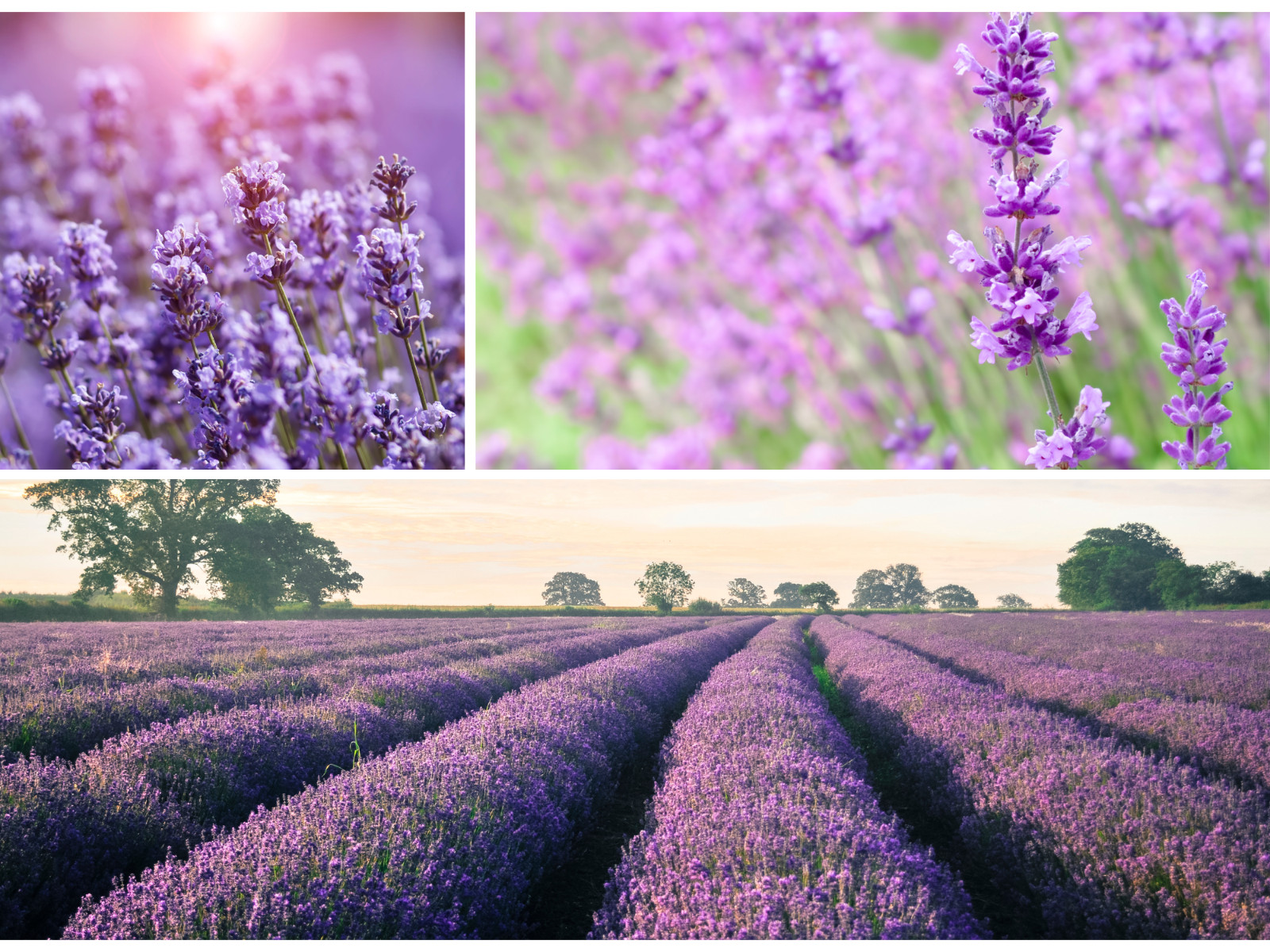 155 seeds| Vera Lavender Flower Herb Seeds #6008