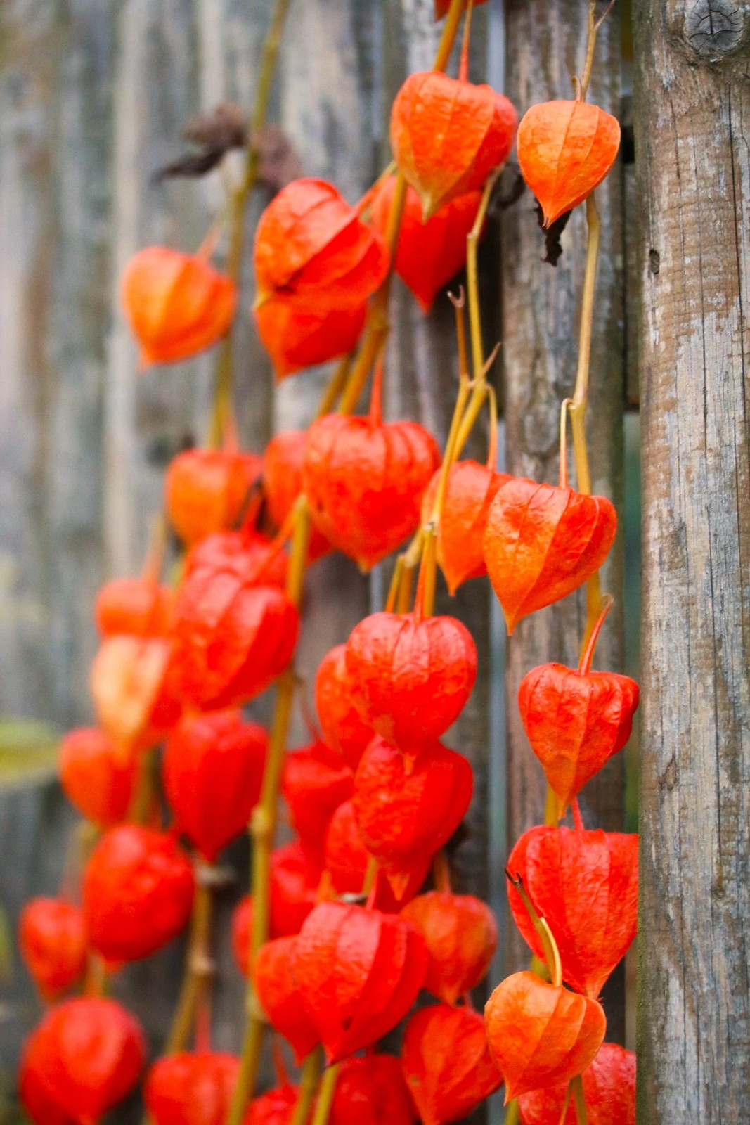 Chinese Lantern Plant Seeds | Physalis Alkekengi Ground Cherry Gooseberry 2025
