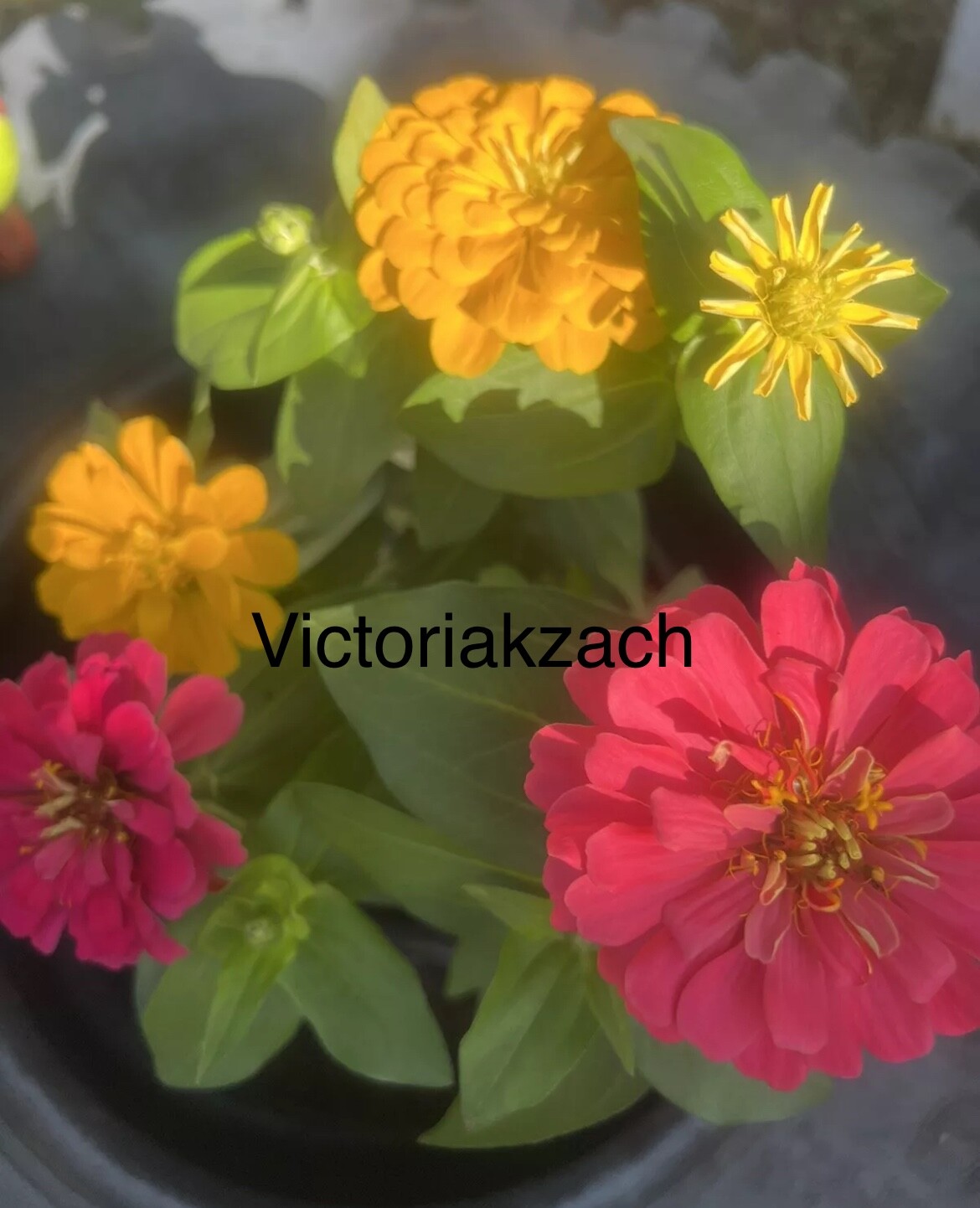 California Giant Zinnia Mix Seeds Flower Blooms Easy Garden Flora Butterfly