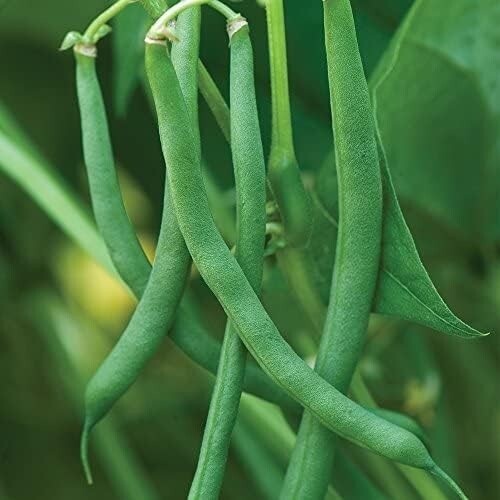 1/4 pound Blue Lake Pole Bean , Heirloom Pole Beans Seeds, Blue Lake