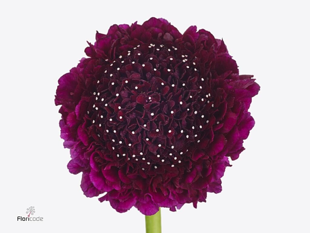 Pincushion Flower Scabiosa Mix of colors 200+ fresh 2024 seed pkt