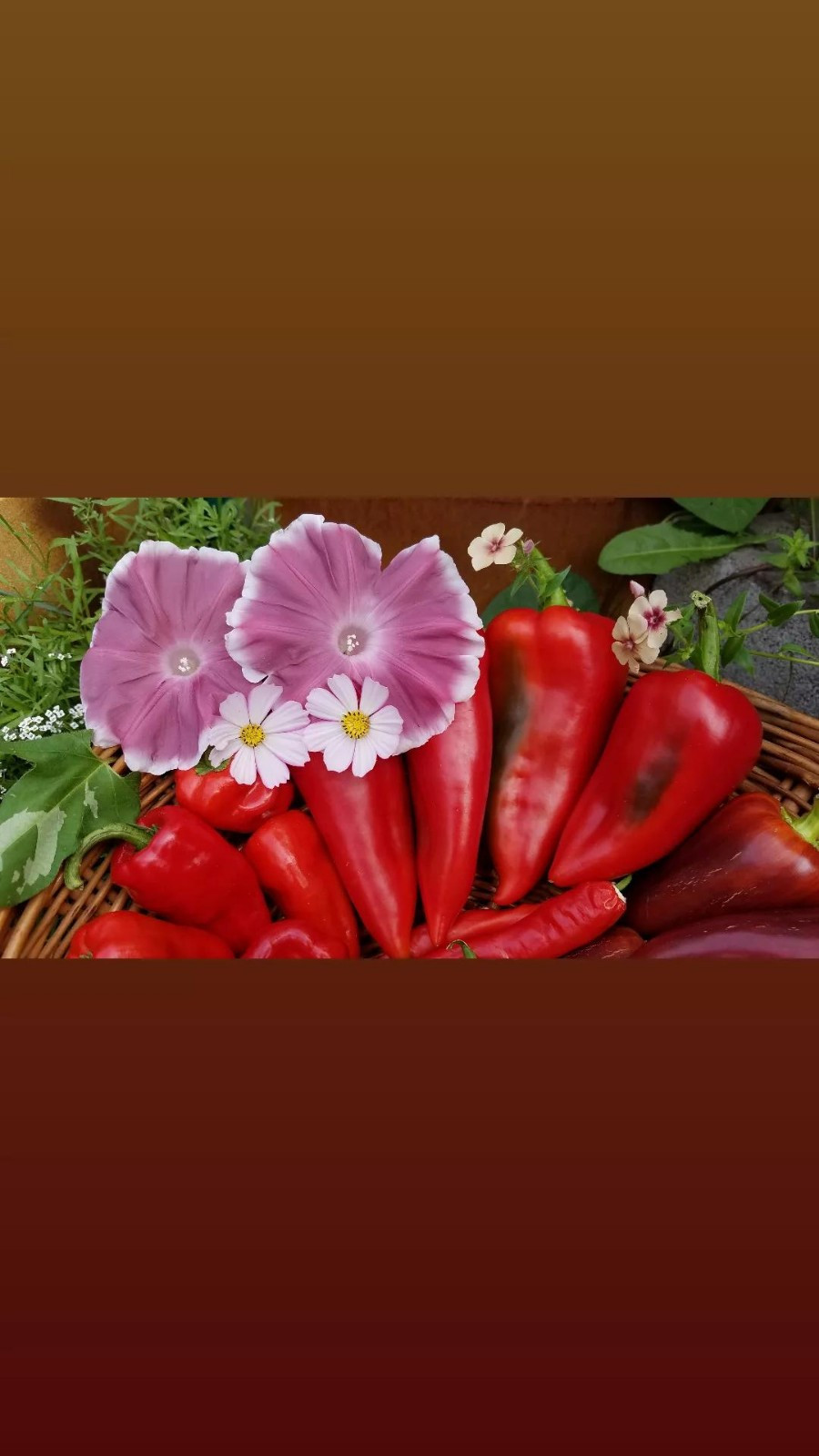 Ajvarski Sweet Pepper Seeds 10 Organic Seeds *Free Shipping*