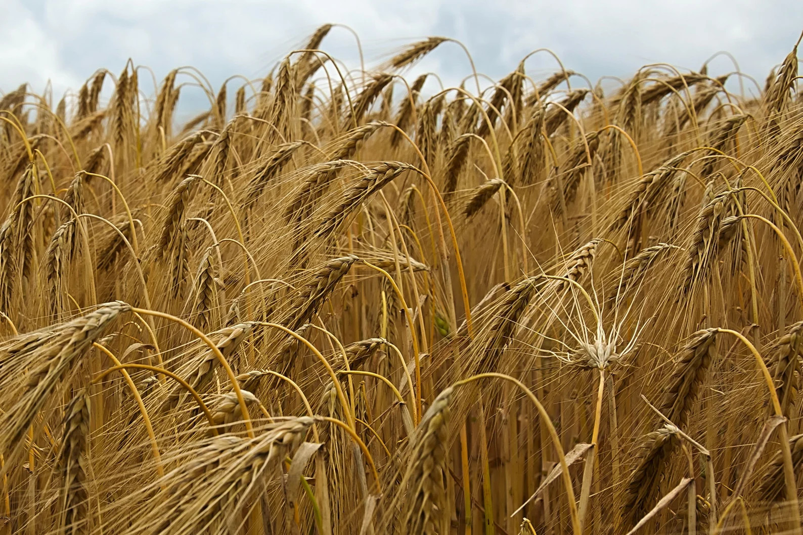 250 Hulless Barley Grain Seeds! Heirloom Ancient Cereal Grain