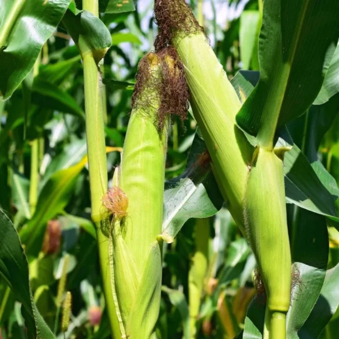 50 White Sweet Corn Seeds – Tender Juicy Ears for Summer Harvest in Home Garden