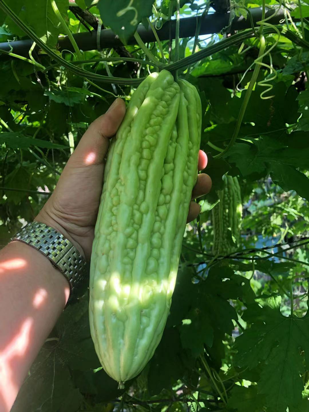 20 pc Organic Bittermelon Pearl Seeds Harvest from my garden US Seller