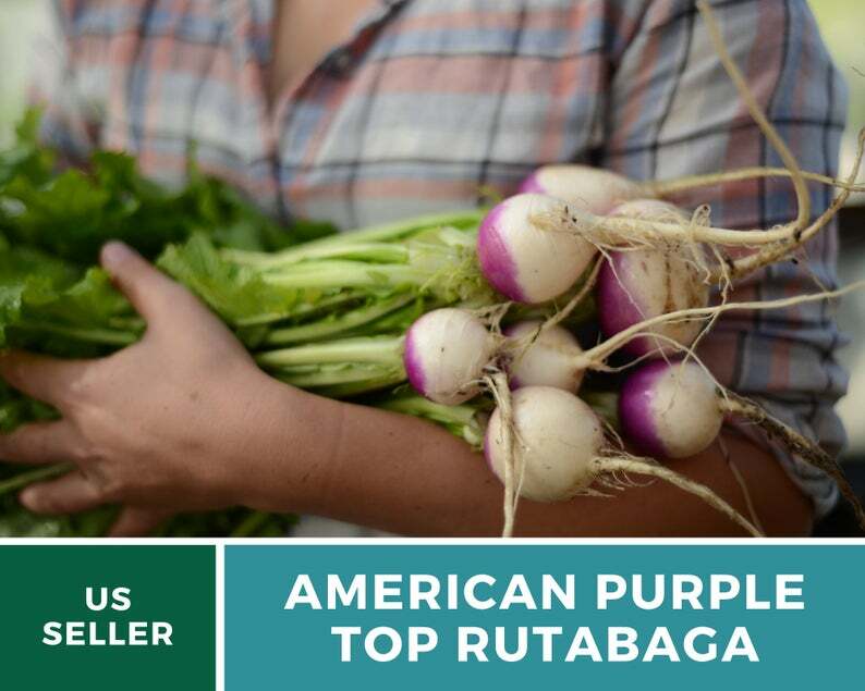 Rutabaga, American Purple Top – 200 Heirloom Seeds – GMO Free (Brassica napus)