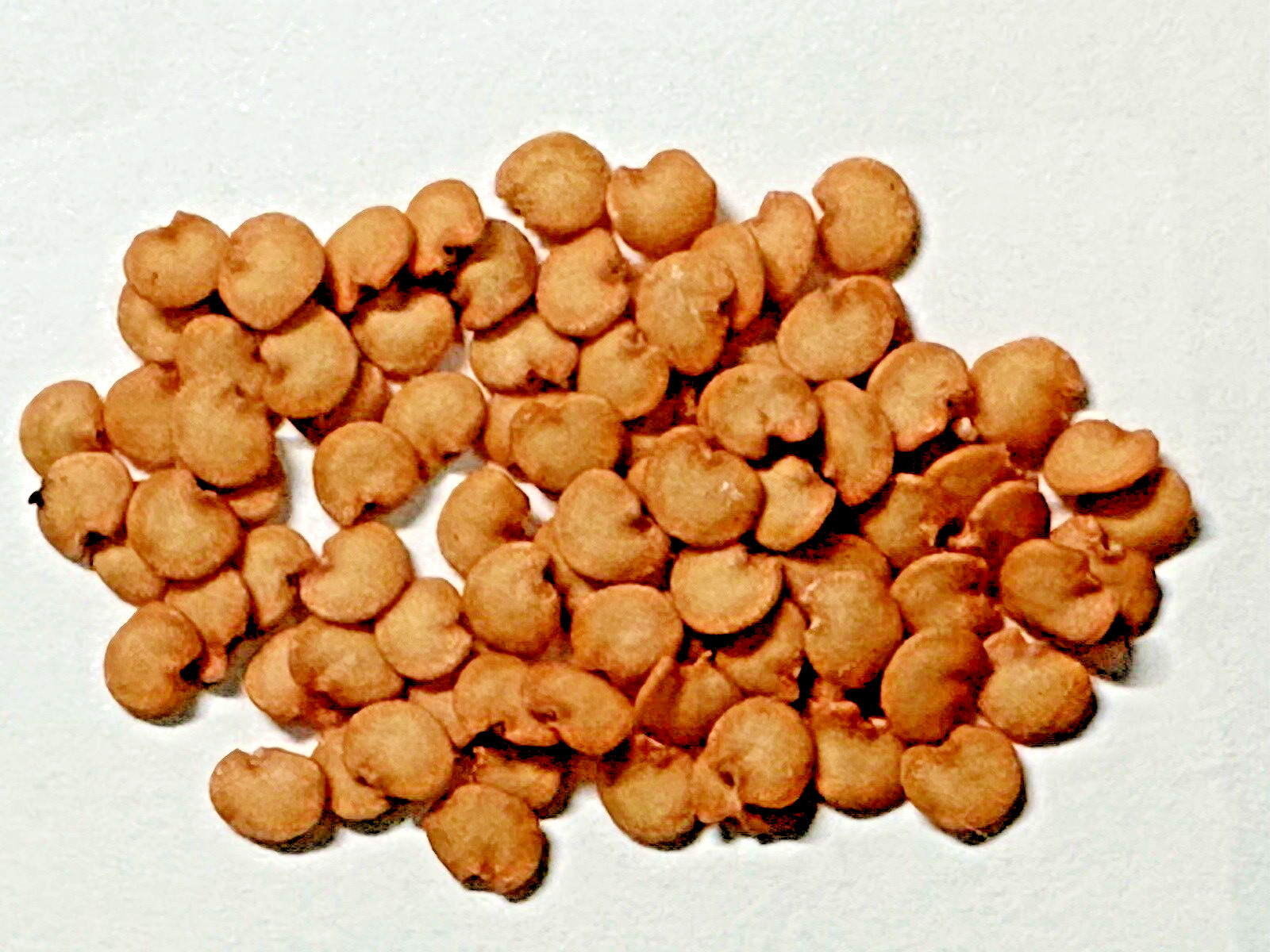 10 Indian Green Eggplant Fresh Organic Seeds~ Eggplant Seeds.
