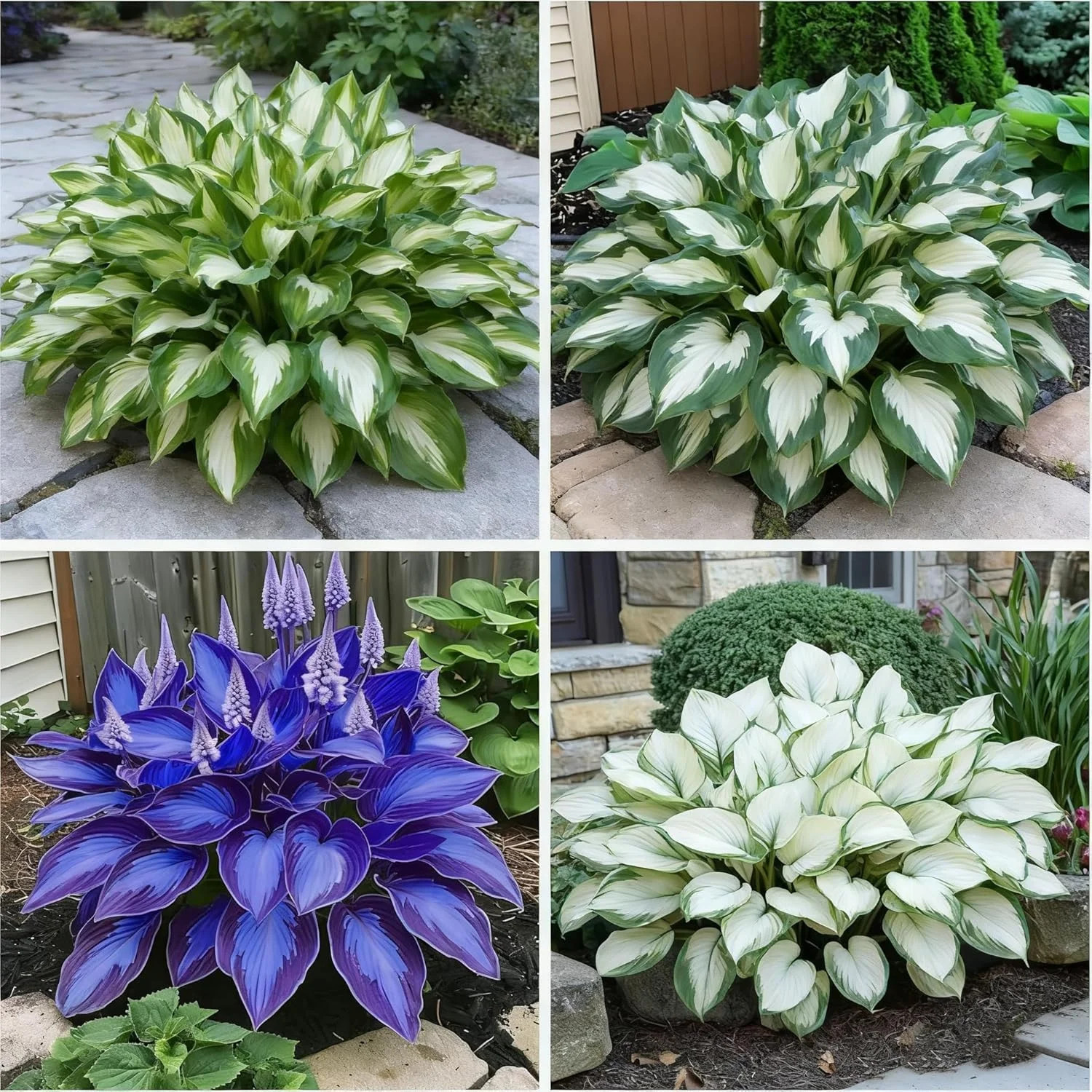 300+ Hosta Seeds for Planting, Mixed Color Exotic Perennial Hosta Seed, Attract