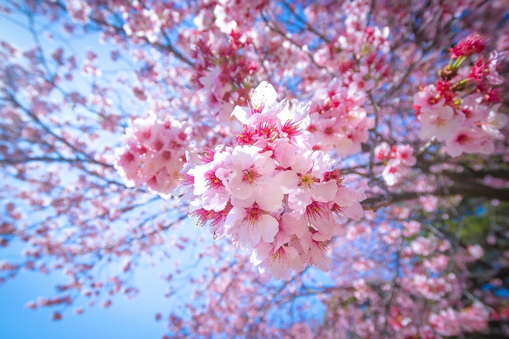 Pink Cherry Blossom seeds, high quality seeds with detailed instructions Sakura