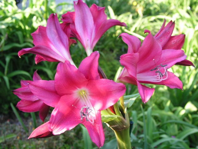 Crinum Lily, Sunbonnet,medium-ize bulb, NEW, largest bulb we sell WOW