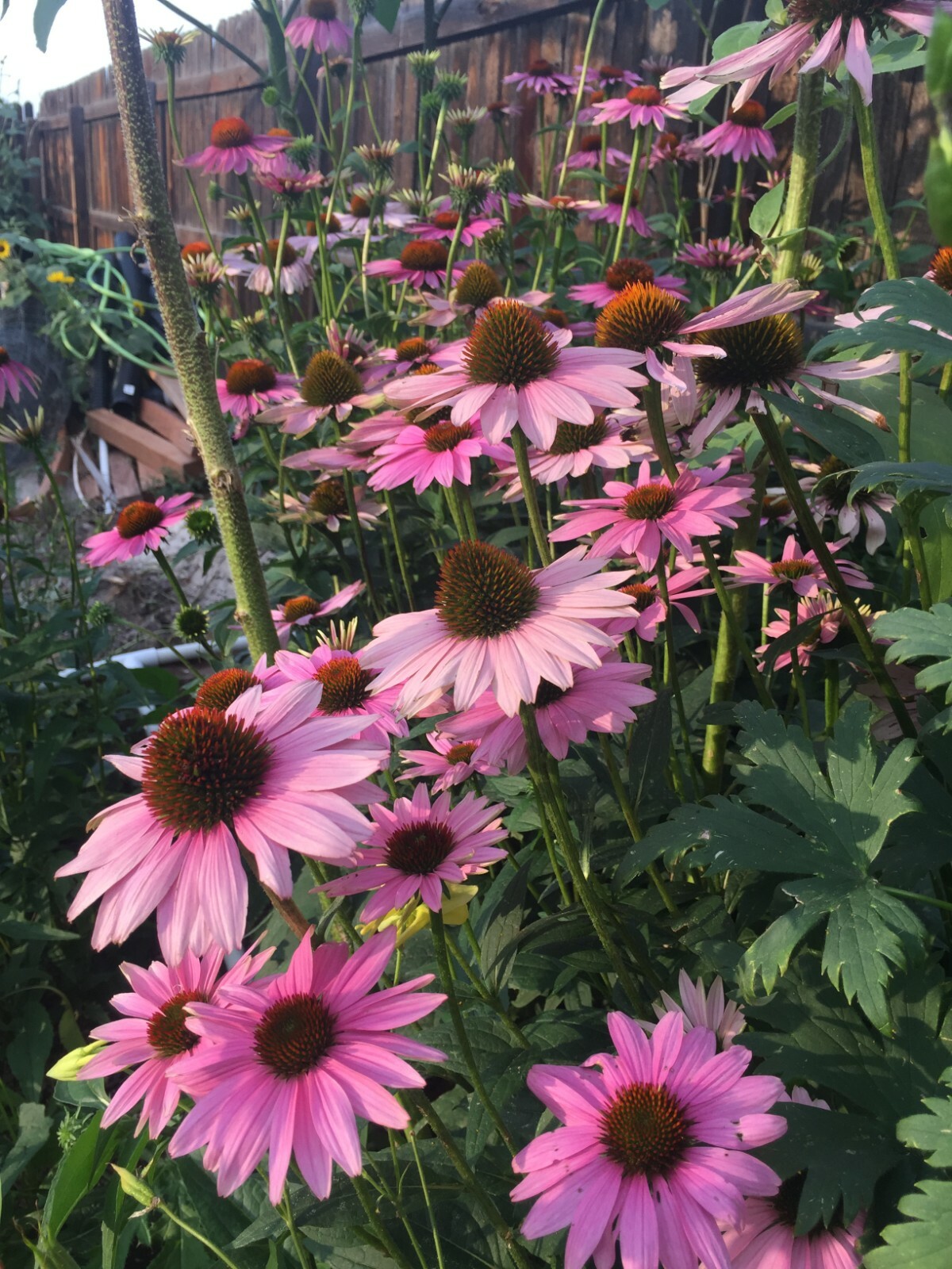 500 seeds ECHINACEA PURPUREA MAGNUS CONEFLOWER Perennial +gift