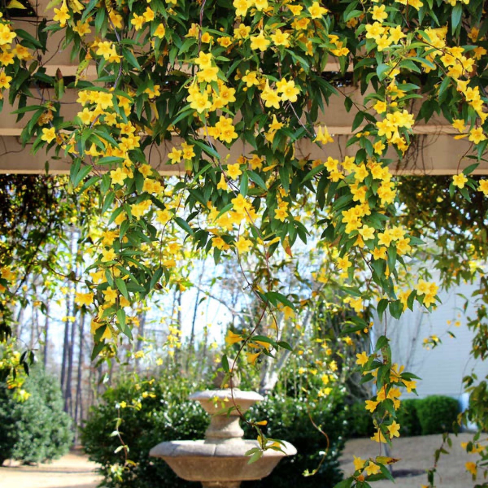 Carolina Jasmine (Gelsemium sempervirens) 2.5“ pot size