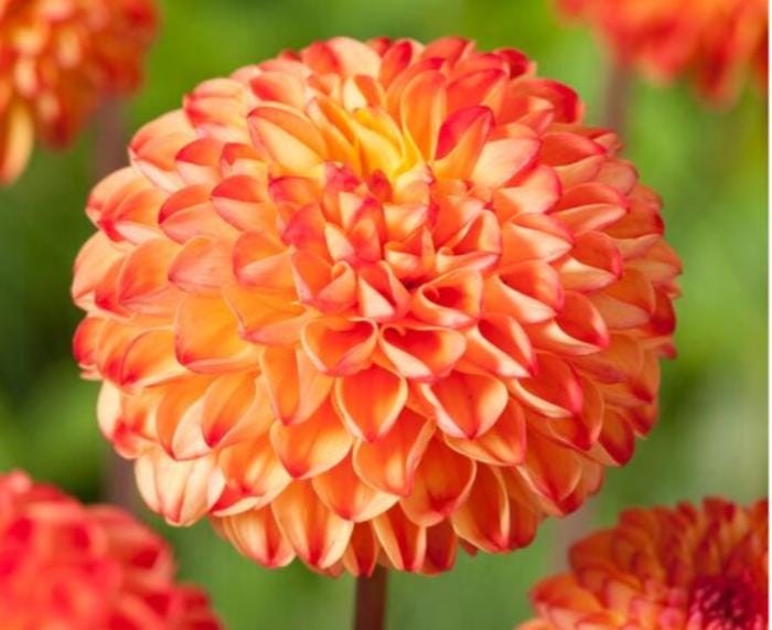 1 MIRELLA Ball Dahlia – Large Tuber – US Seller