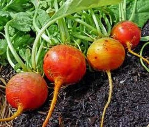 Beet Golden Detroit Heirloom Garden Vegetable By Seed Kingdom 300 Seeds