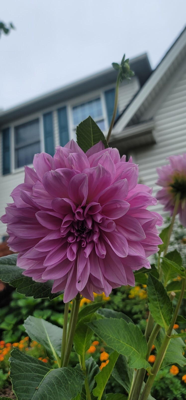 Dahlia Tubers-Lavender Perfection (4 tubers)