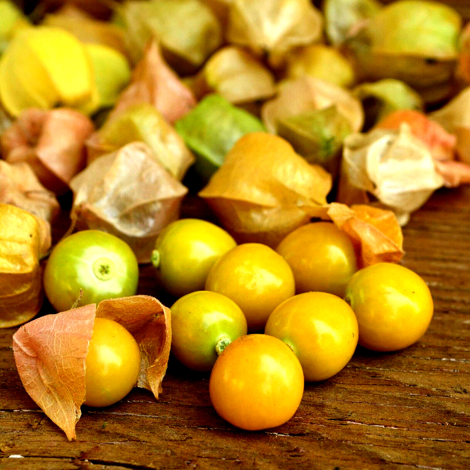 Ground Cherry, 50 Seeds, NON-GMO, Cape Gooseberry, Chinese Lantern, FREE SHIP