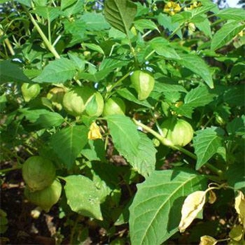 1000 Seeds Cape Gooseberry Seeds – Physalis Peruviana Seed