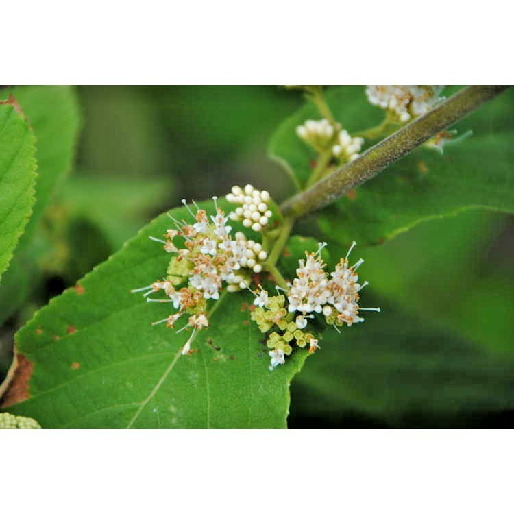 15 RED BEAUTYBERRY SEEEDS – Callicarpa rubella