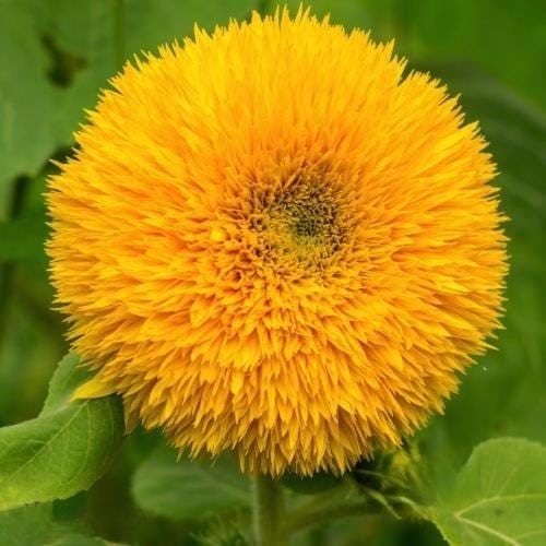 Dwarf Sunflower Seeds Box Garden Seeds LLC Double Petal Annual Easy Grow