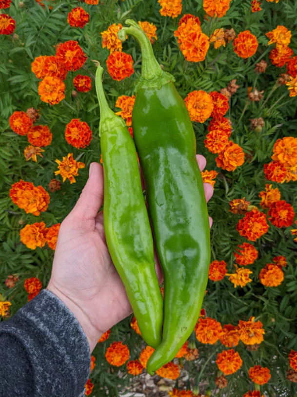Big Jim Hot Pepper Seeds – 30 Seeds – No shipping to PR, CA, AK