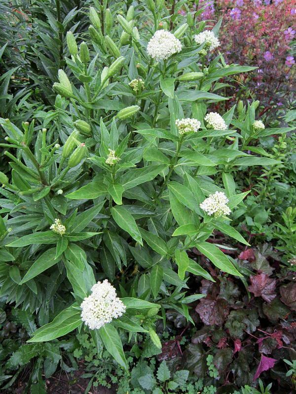 25 Ice Ballet White Swamp Milkweed Seed, Asclepias Incarnat-FOOD FOR MONARCH’S