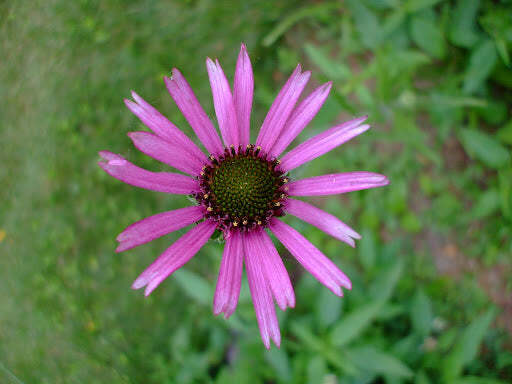 Echinacea tennesseensis | Tennessee Coneflower | 10 Seeds