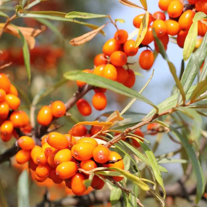 100+ Sea Buckthorn Seeds Hippophae Rhamnoides Hardy Berry Shrub Planting