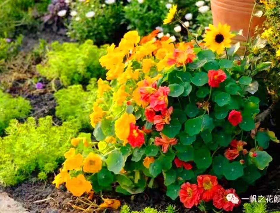 100 Nasturtium Seeds Tropaeolum majus Edible Flowers and Leaves – Spicy Flavor –