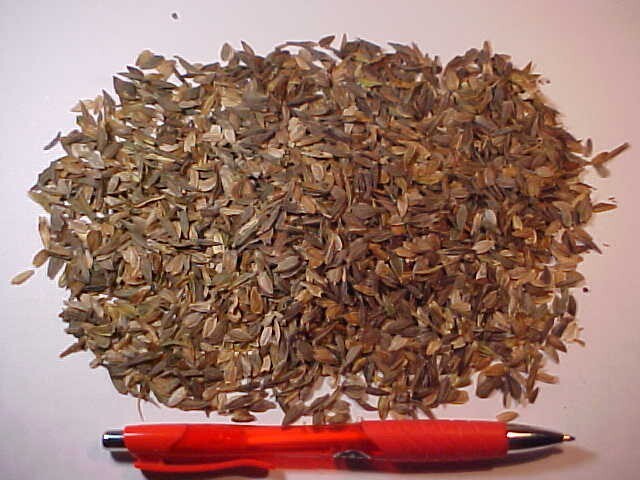 4-OZ SEEDS CALIFORNIA ZINNA ZINNIA FLOWER SEED MULITCOLOR OLD FASHION FAVORITE