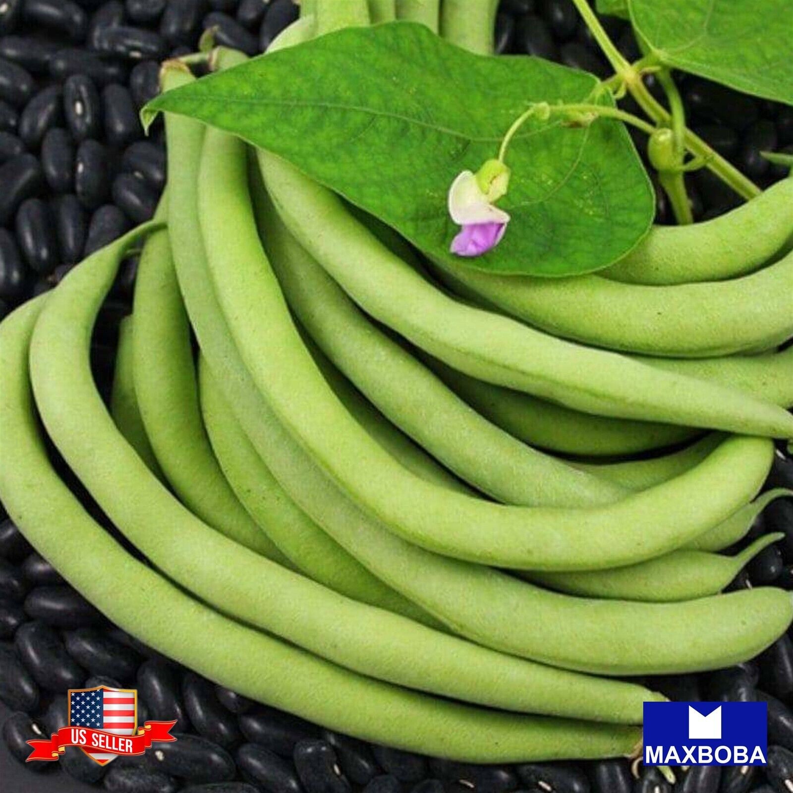 03 Black Valentine Bean Fresh Seeds – Bush Non-GMO Heirloom Vegetable