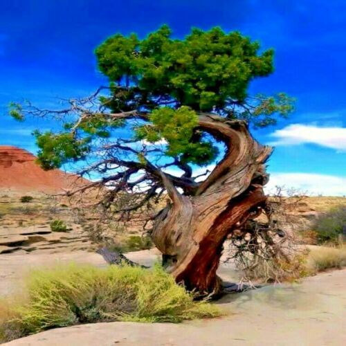 20 Bristlecone Pine Seeds (Pinus aristata) “OLDEST Living Tree in the WORLD!”