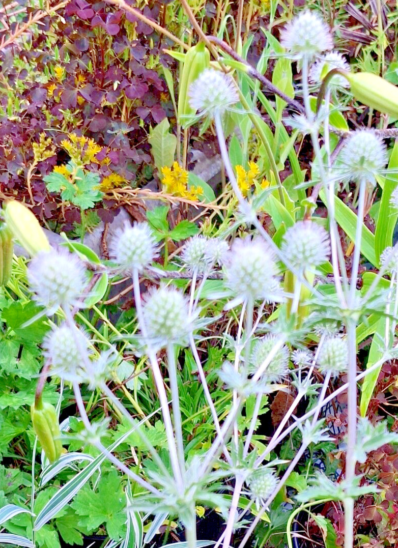 WHITE SEA HOLLY 100 SEEDS, ERYNGIUM, WHITE FLOWERS, mariesgreengarden