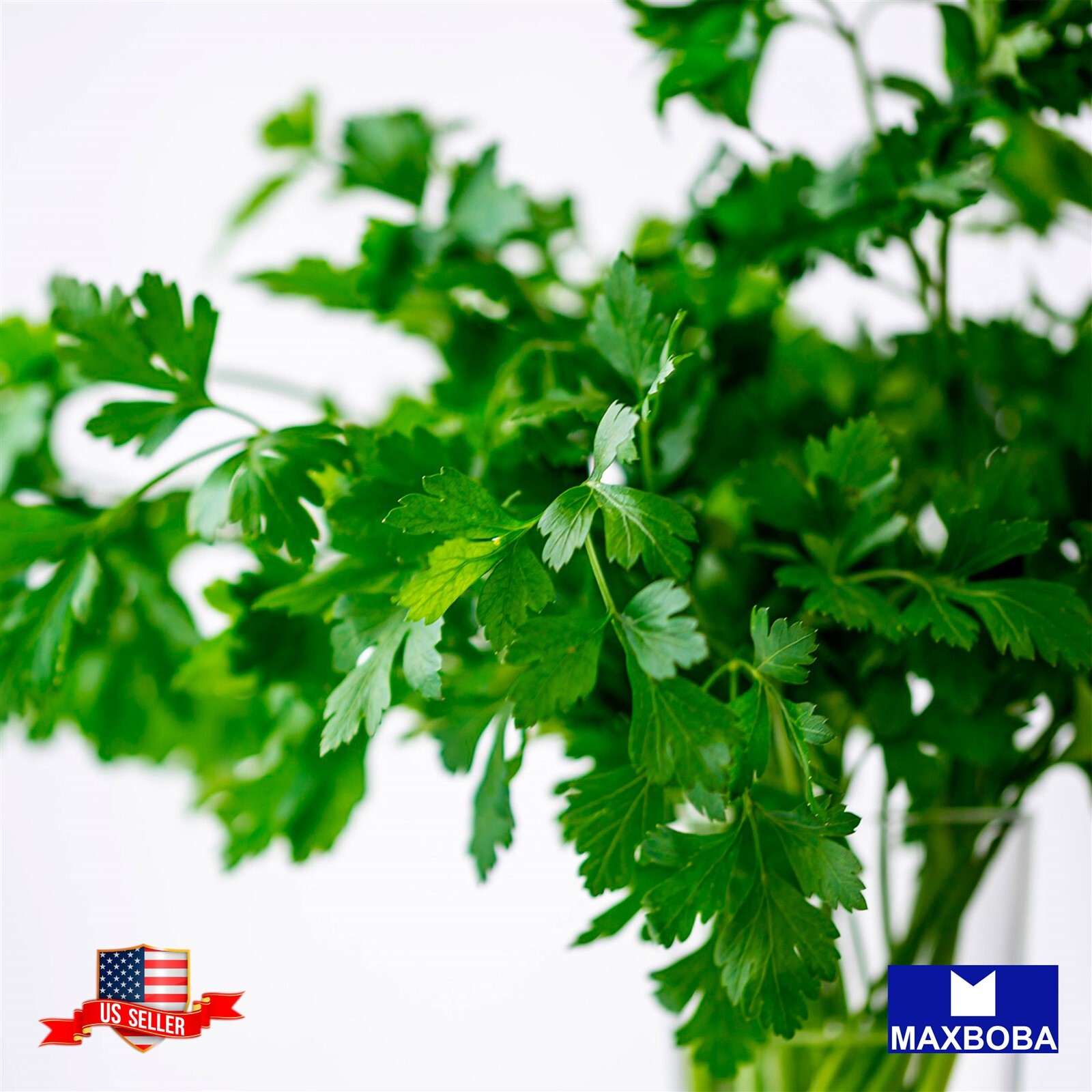 Cilantro Seeds Leisure Splits Fresh Chinese Parsley Coriander Non-GMO Heirloom