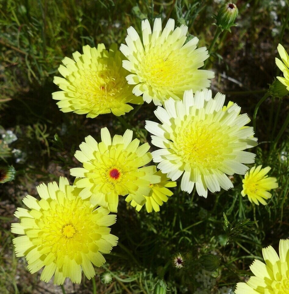 Desert Dandelion Seeds (Malacothrix glabrata) -30 seeds-