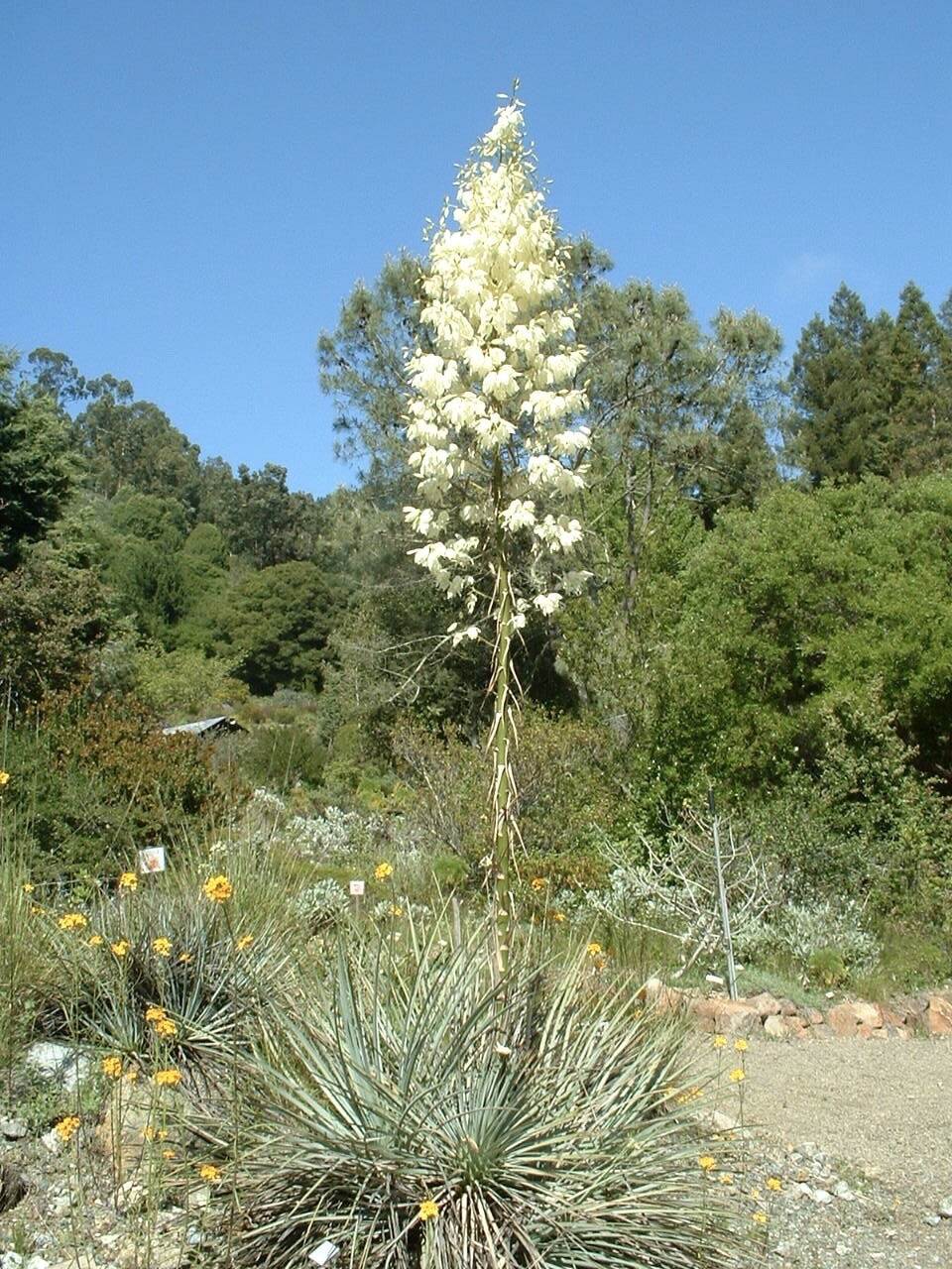 Chaparral Yucca, Hesperoyucca Whiplei, Our Lord’s Candle – 30 seeds 2023 – USA