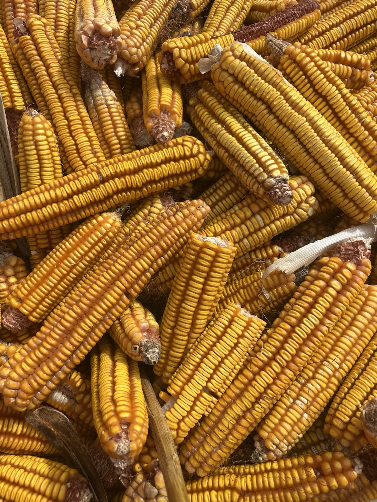 Hickory King Yellow Seed Corn 2 Pounds