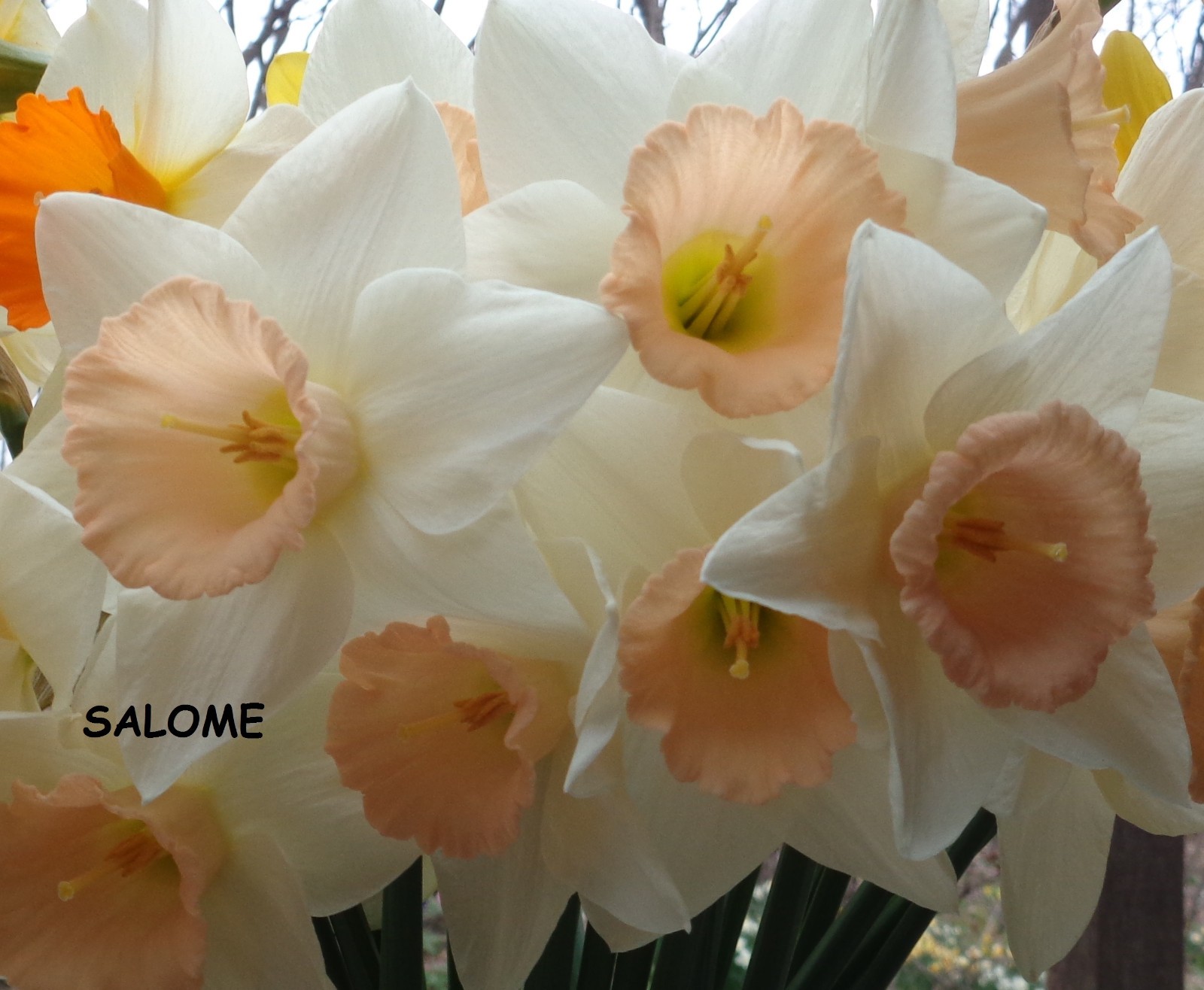 20 DAFFODIL BULBS ~ SALOME Pink White Narcissus Jonquils FromMyGarden*PlsREAD