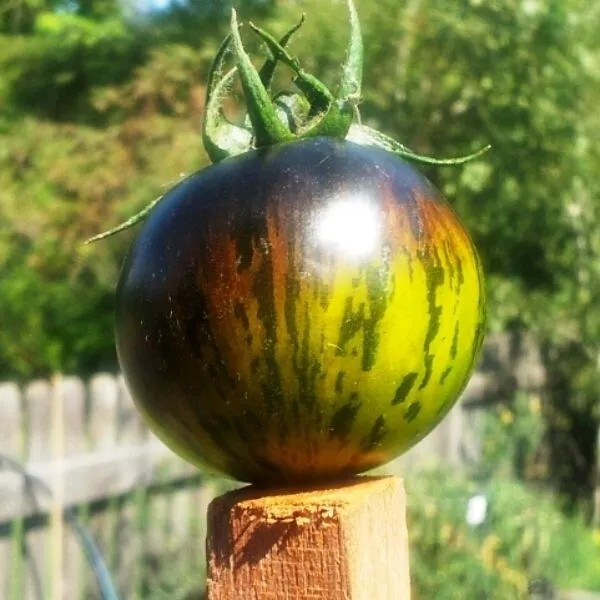 240+ GREEN ZEBRA TOMATO SEEDS – HEIRLOOM – NON GMO – ORGANIC ————- FRESH