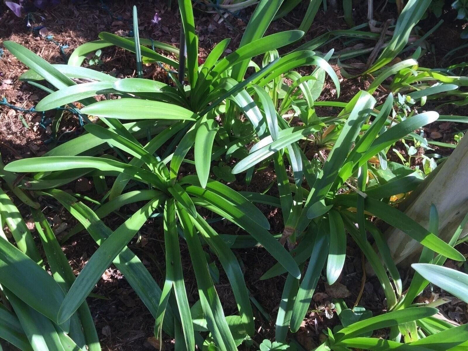1 – Agapanthus AFRICANUS Lily of the Nile Tuber/Bulb – 5-7″ – US Seller