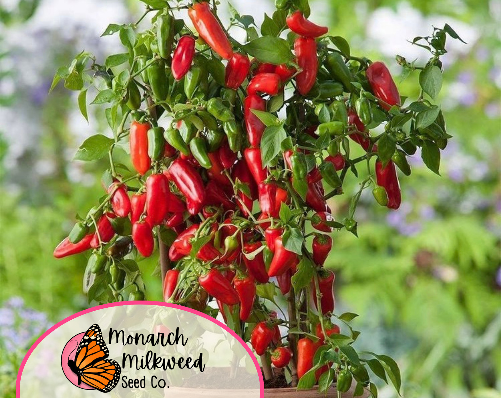 250+ Hot Jalapeno Pepper Seeds | Heirloom, Non-GMO, Vegetable Garden Seed Pack