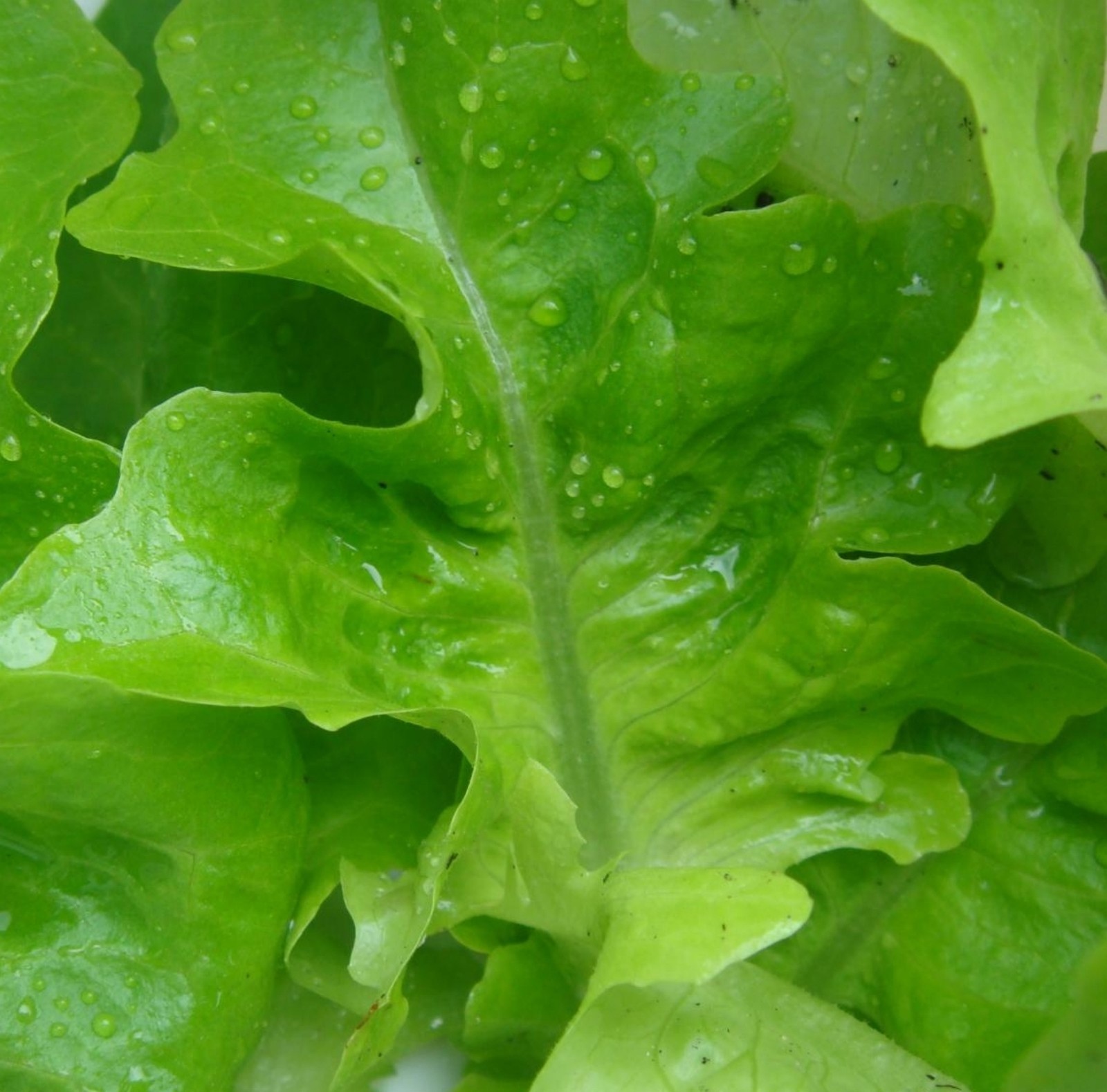 Oak Leaf (Oakleaf) Lettuce Seeds (Green)- 1,000+ 2019 Seeds