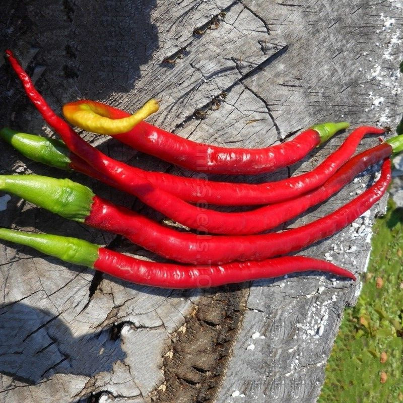 🌱 NEW! Heirloom Joe’s Long Cayenne Hot Chili Pepper 15 Seeds