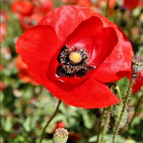 American Legion Poppy Seeds For Planting 20,000 Fresh Organic Seeds Fast US Ship