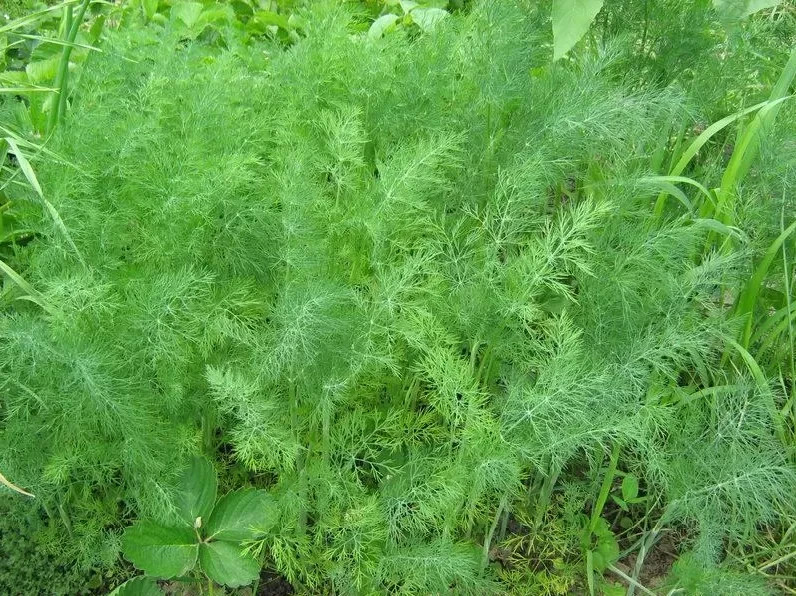 300+ MAMMOTH LONG ISLAND DILL SEEDS NON-GMO FRESH FOR GARDENS