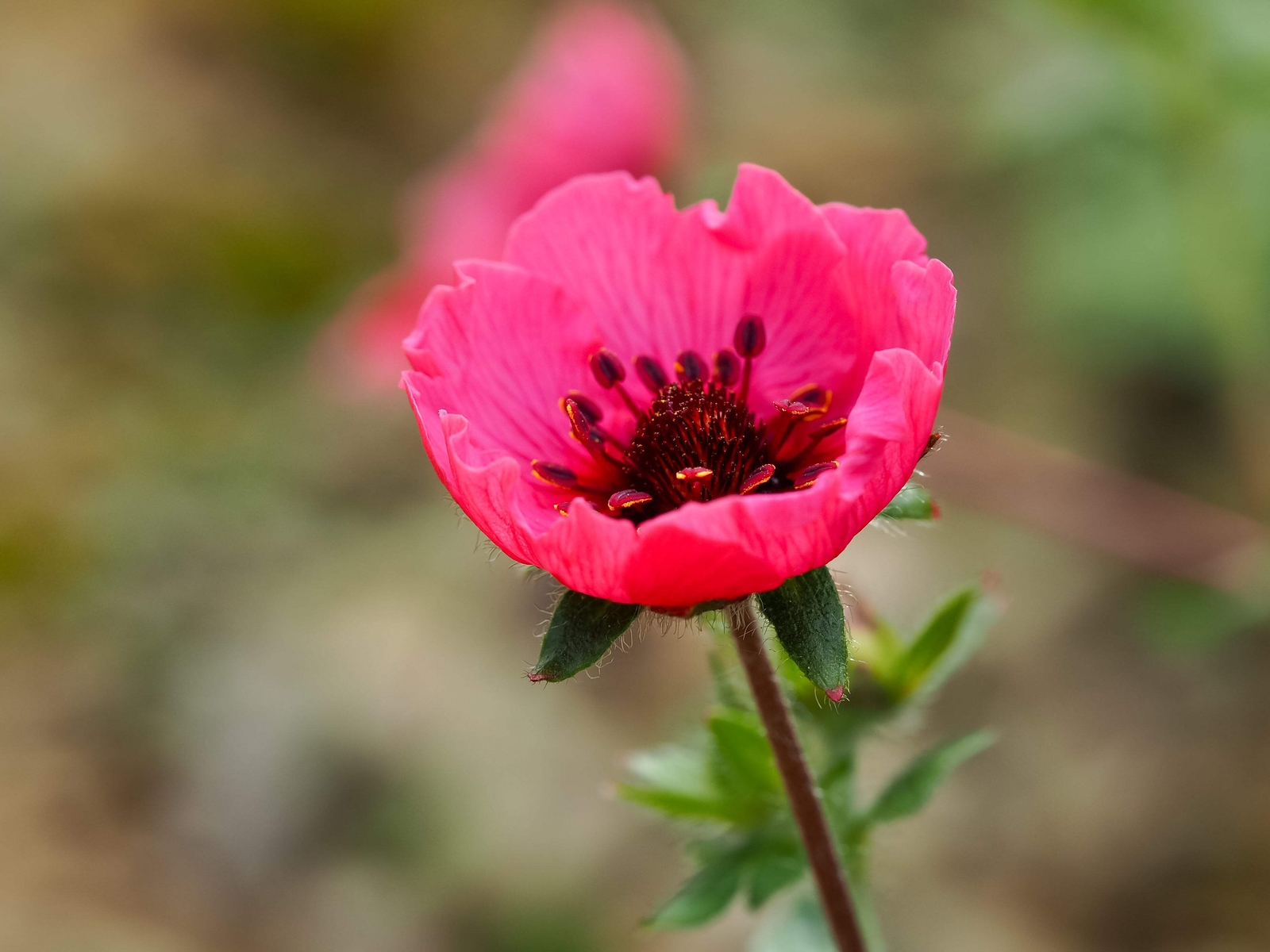 50 Nepal CINQUEFOIL / POTENTILLA Nepalensis Pink Red Flower Seeds *Comb S/H