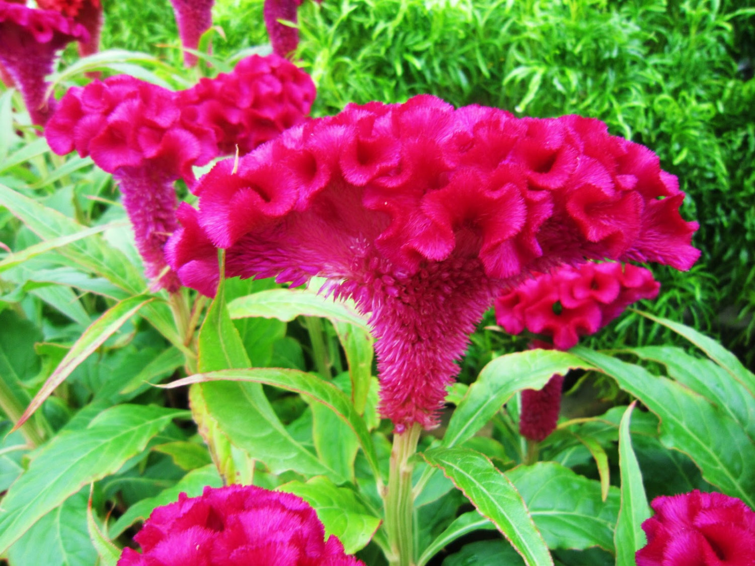 Celosia Cristata Pink 50+ Seeds, Edible Heirloom Medicinal Cockscomb Flowering