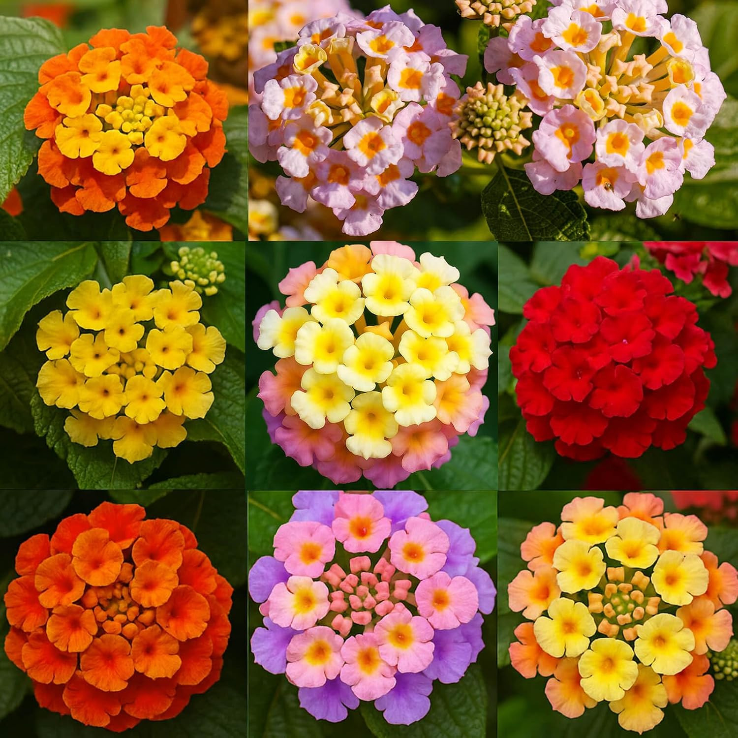 600 Lantana Flower Seeds – Colorful Perennial Seeds | Drought-Tolerant, Easy to