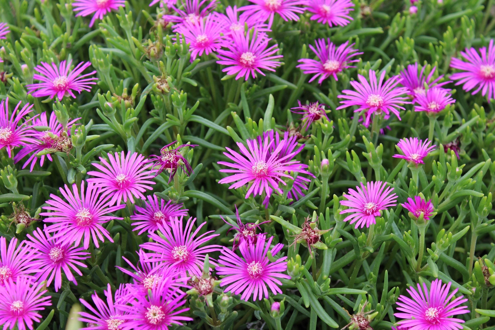 25 TABLE MOUNTAIN ICE PLANT Magenta Fuchsia Delosperma Cooperi Flower Seeds