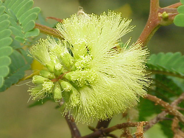 Albizia distachya | lophantha | Plume | Silk Tree | 5 Seeds